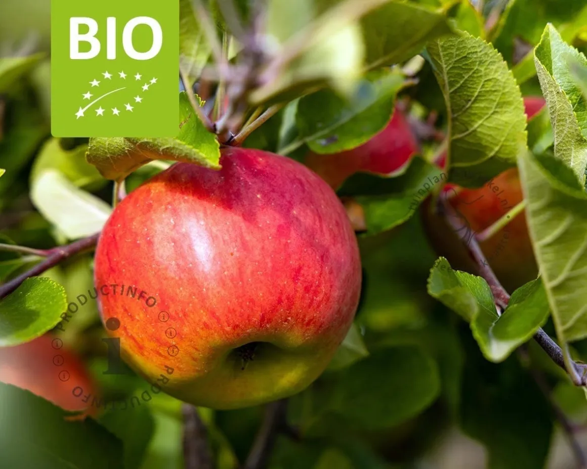Malus domestica 'Topaz' - BIO laagstam