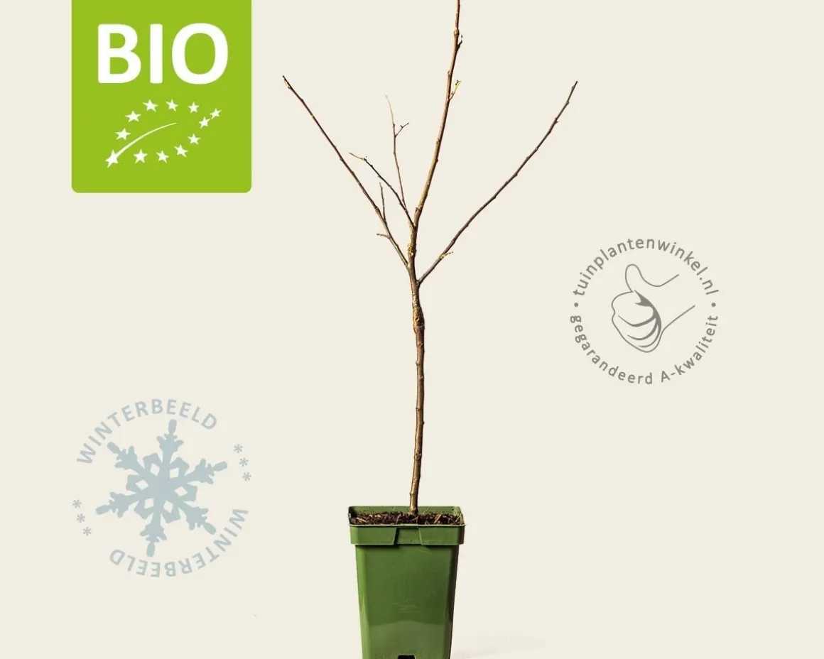 Malus domestica 'Topaz' - BIO mini