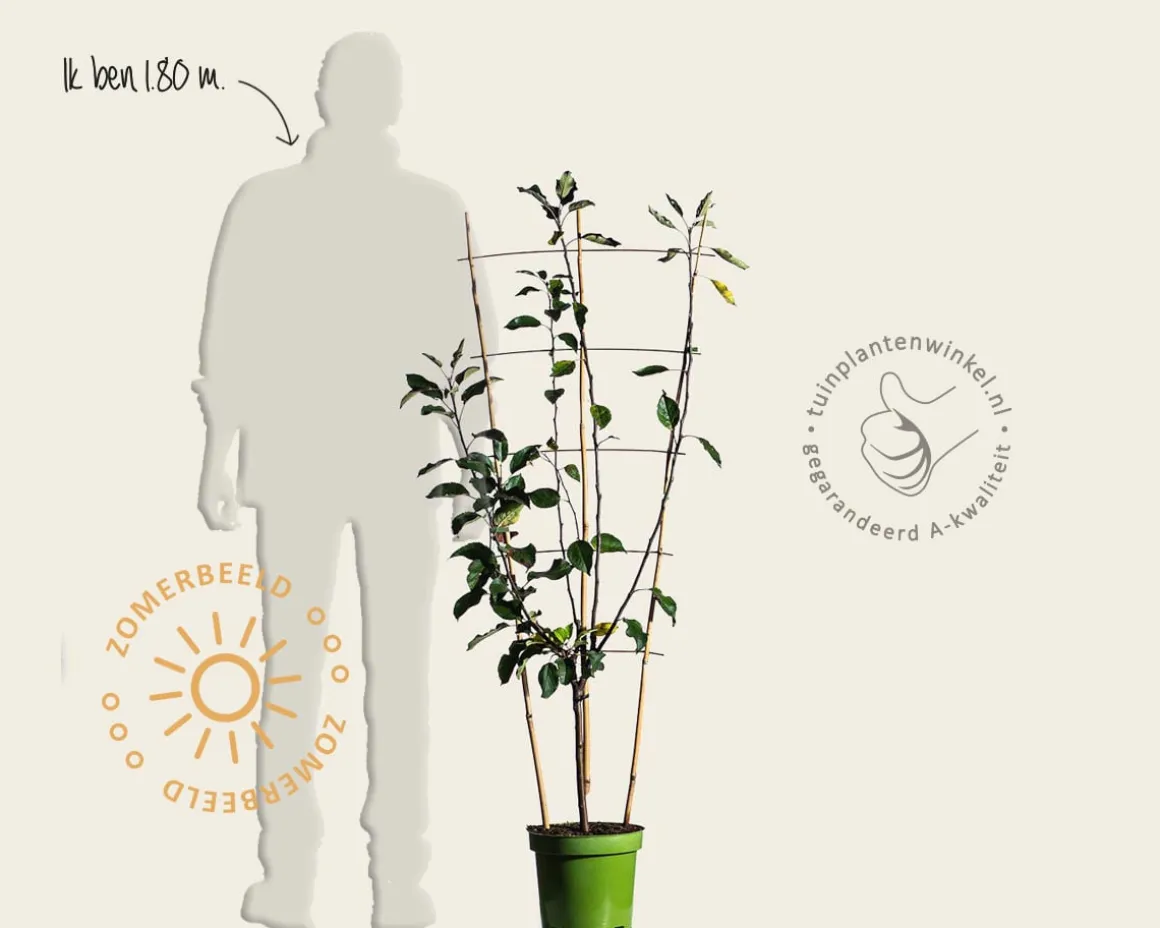Malus domestica TRIO 'Cox's Orange Pippin', 'Elstar' & 'Golden Pearmain' - in rek