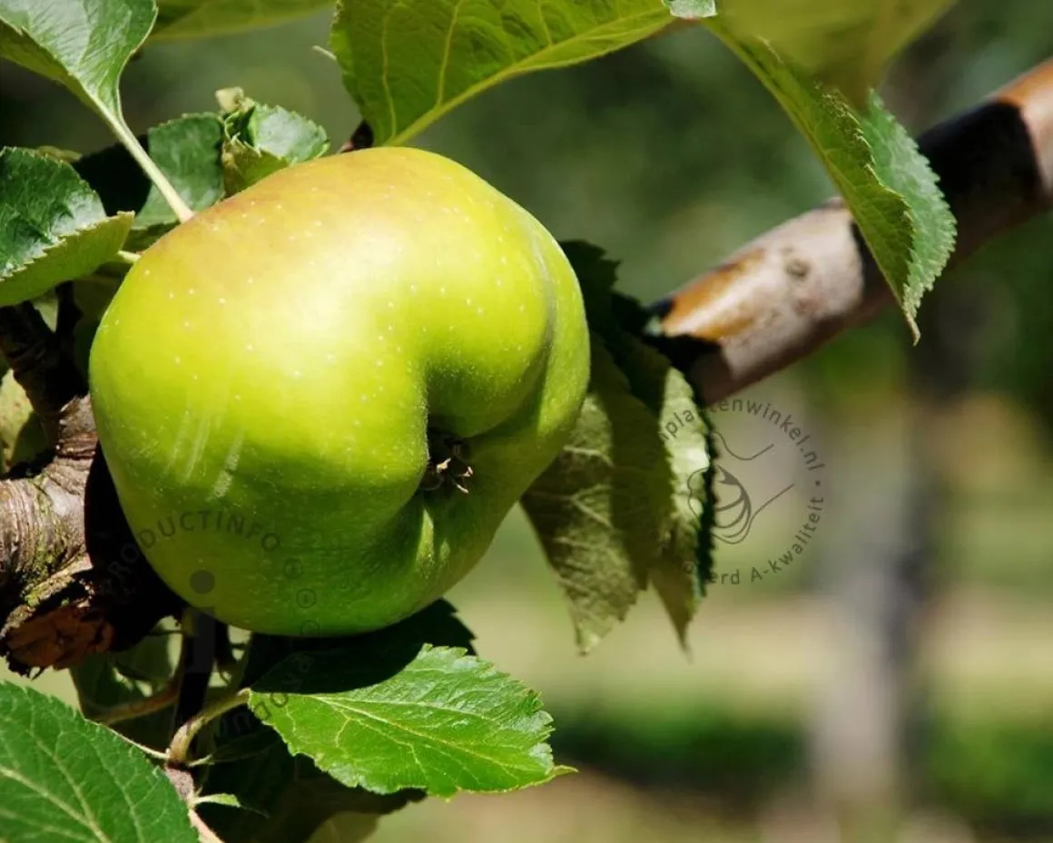 Malus DUO 'Bramley's Seedling' & 'Granny Smith'