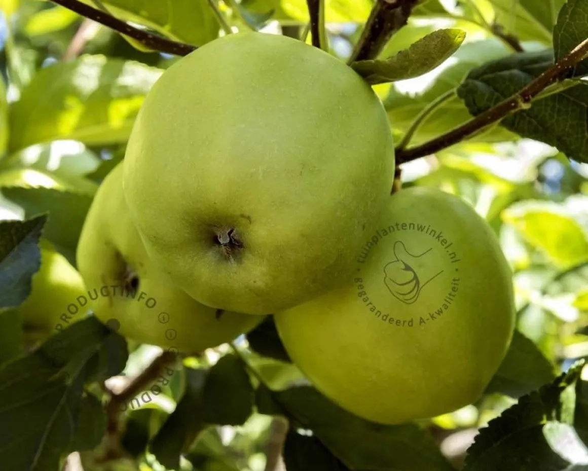 Malus DUO 'Jonagold' & 'Golden Delicious'