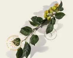 Malus 'Evereste'