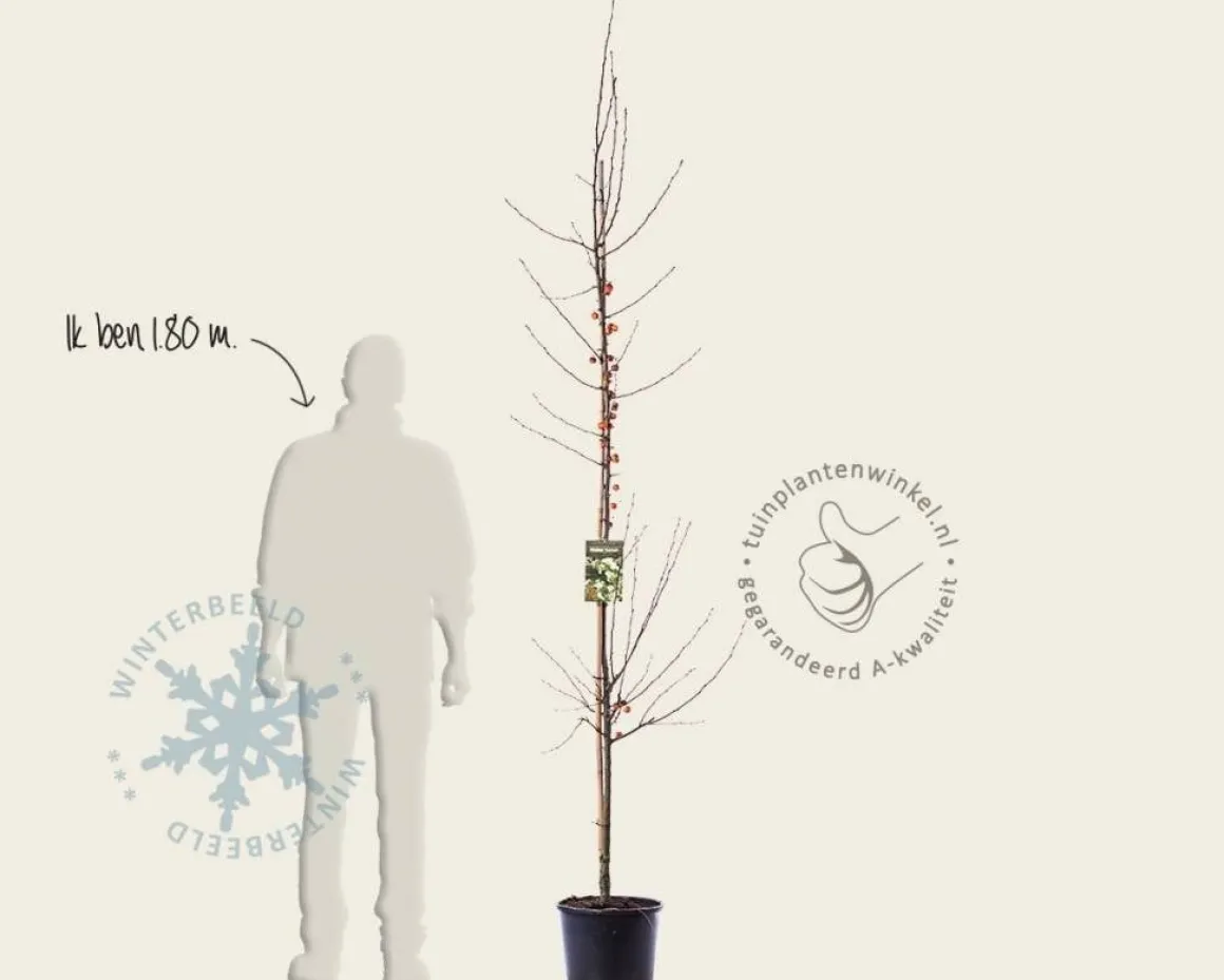 Malus 'Evereste' - beveerd