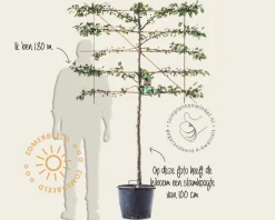 Malus evereste leiboom - Rek 120x90 cm