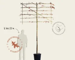 Malus evereste leiboom - Rek 180x110 cm
