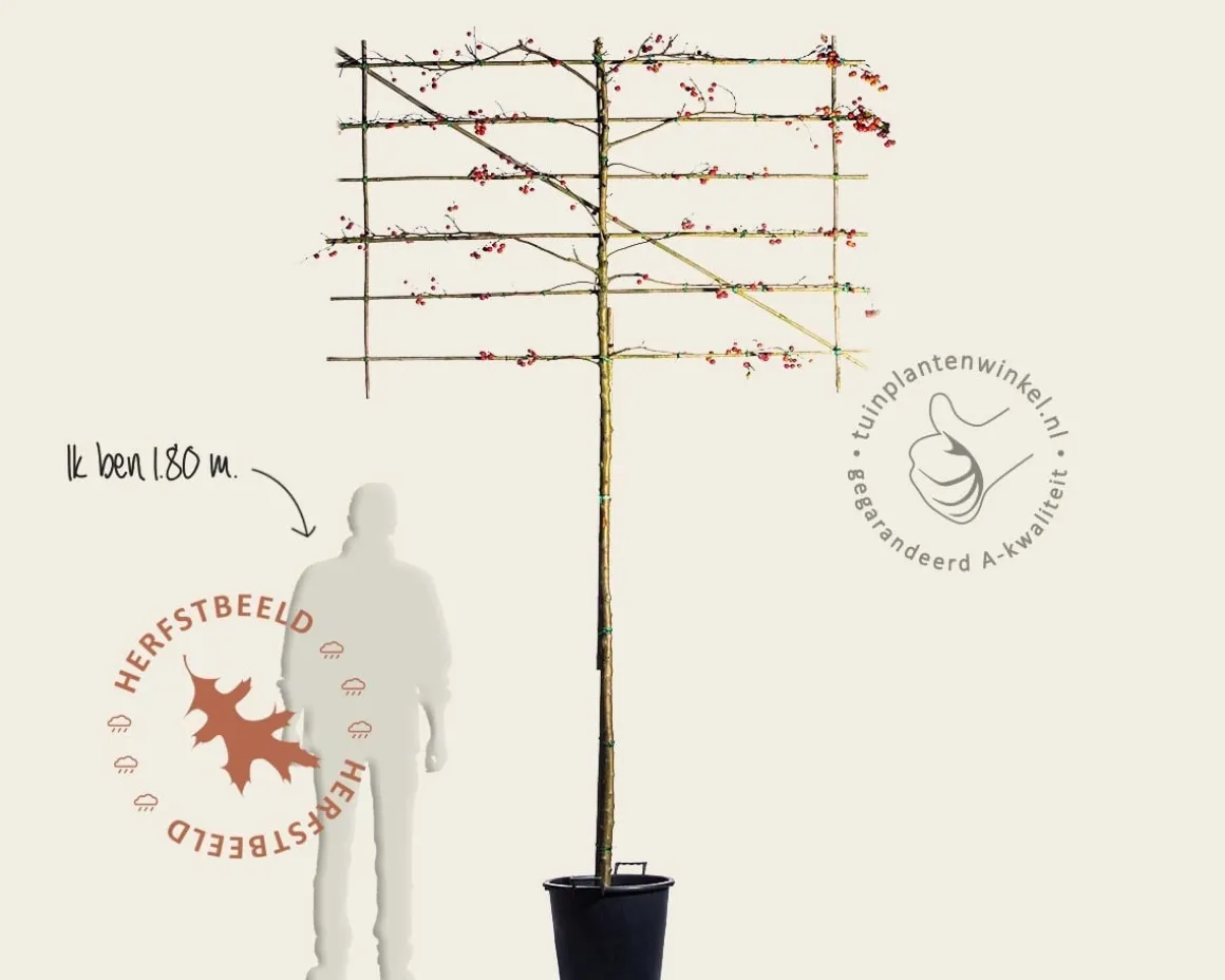 Malus evereste leiboom - Rek 180x110 cm