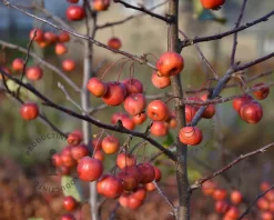 Malus 'Evereste' - U-vorm