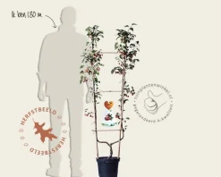 Malus 'Evereste' - U-vorm