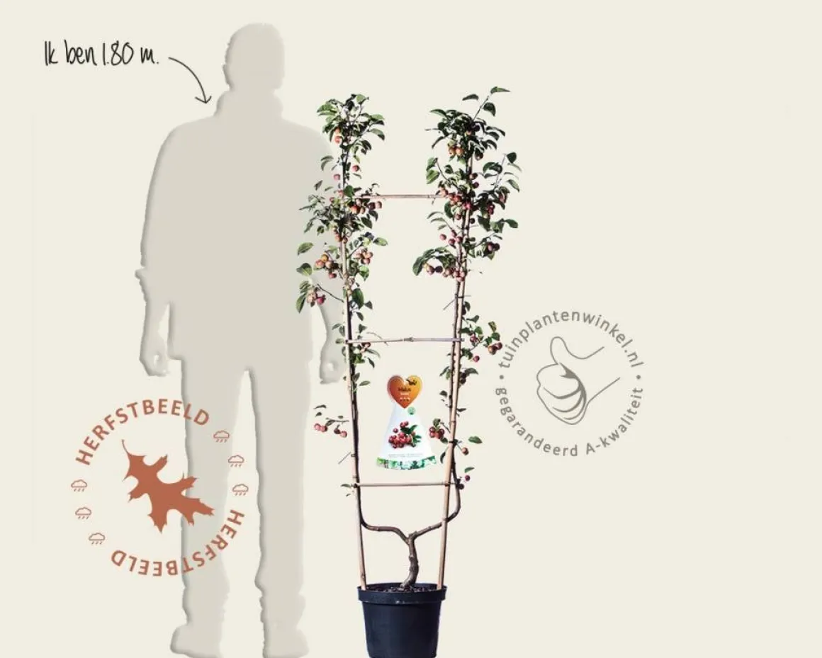 Malus 'Evereste' - U-vorm