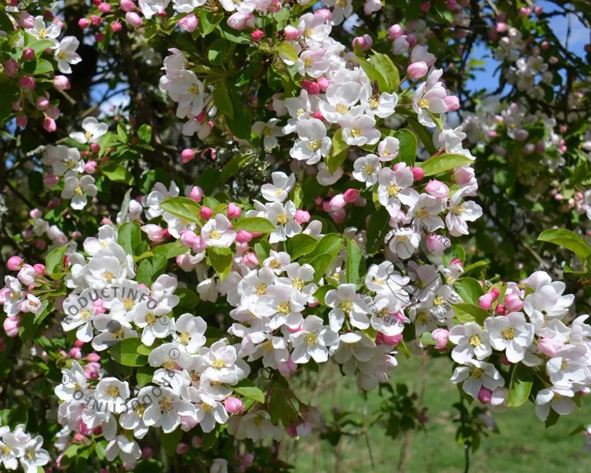 Malus 'Evereste' - U-vorm