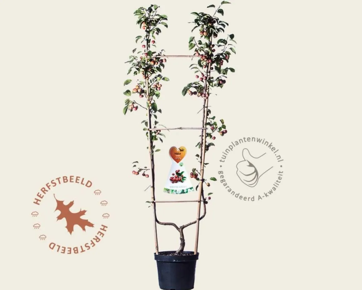 Malus 'Evereste' - U-vorm