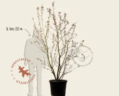 Malus 'Evereste' - XL+