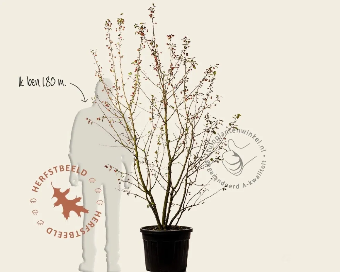 Malus 'Evereste' - XL+