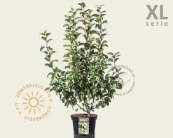 Malus 'Evereste' - XL