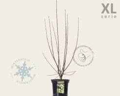 Malus 'Evereste' - XL