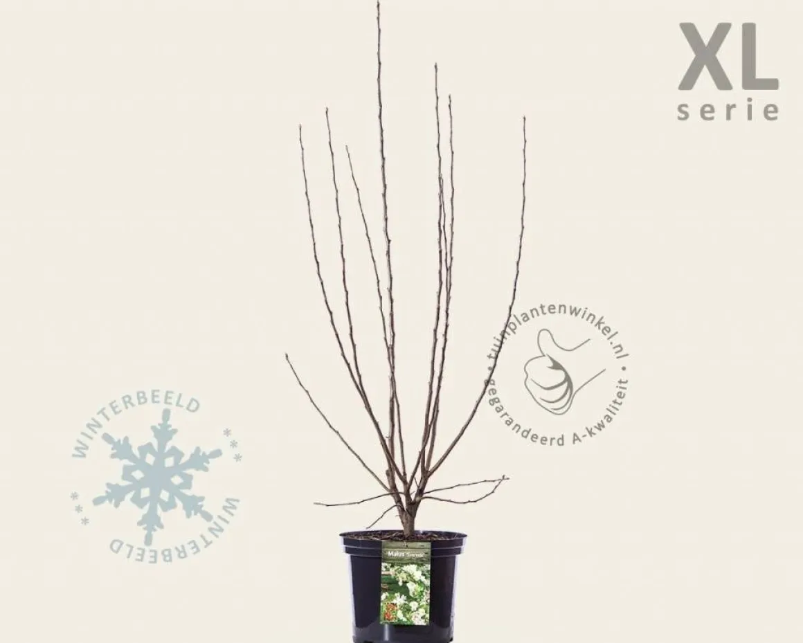 Malus 'Evereste' - XL