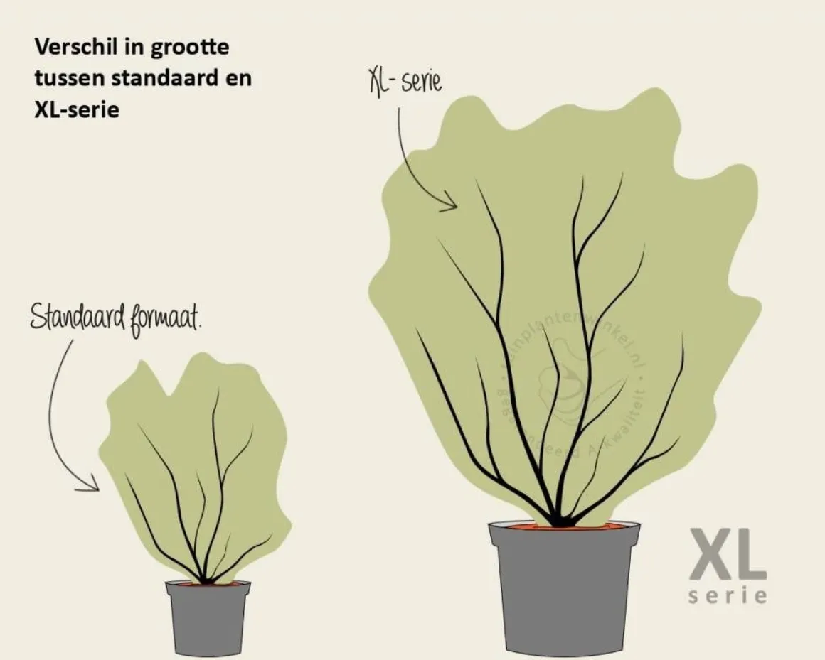 Malus 'Evereste' - XL