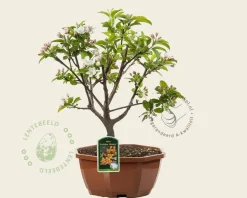 Malus 'Golden Henry' - bonsai in schaal