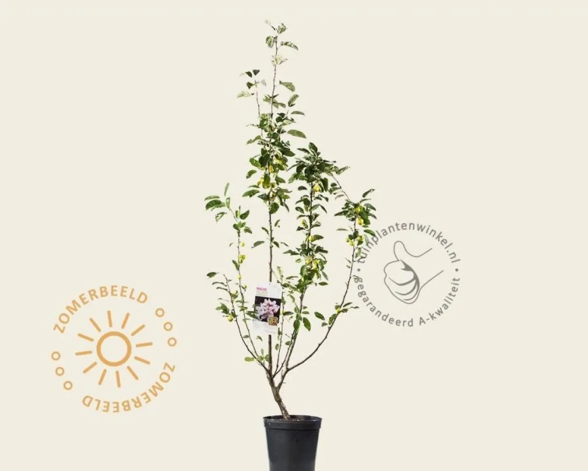 Malus 'Golden Hornet'