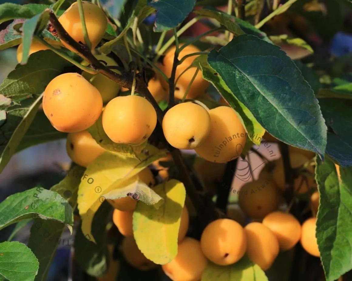 Malus 'Golden Hornet' - struik