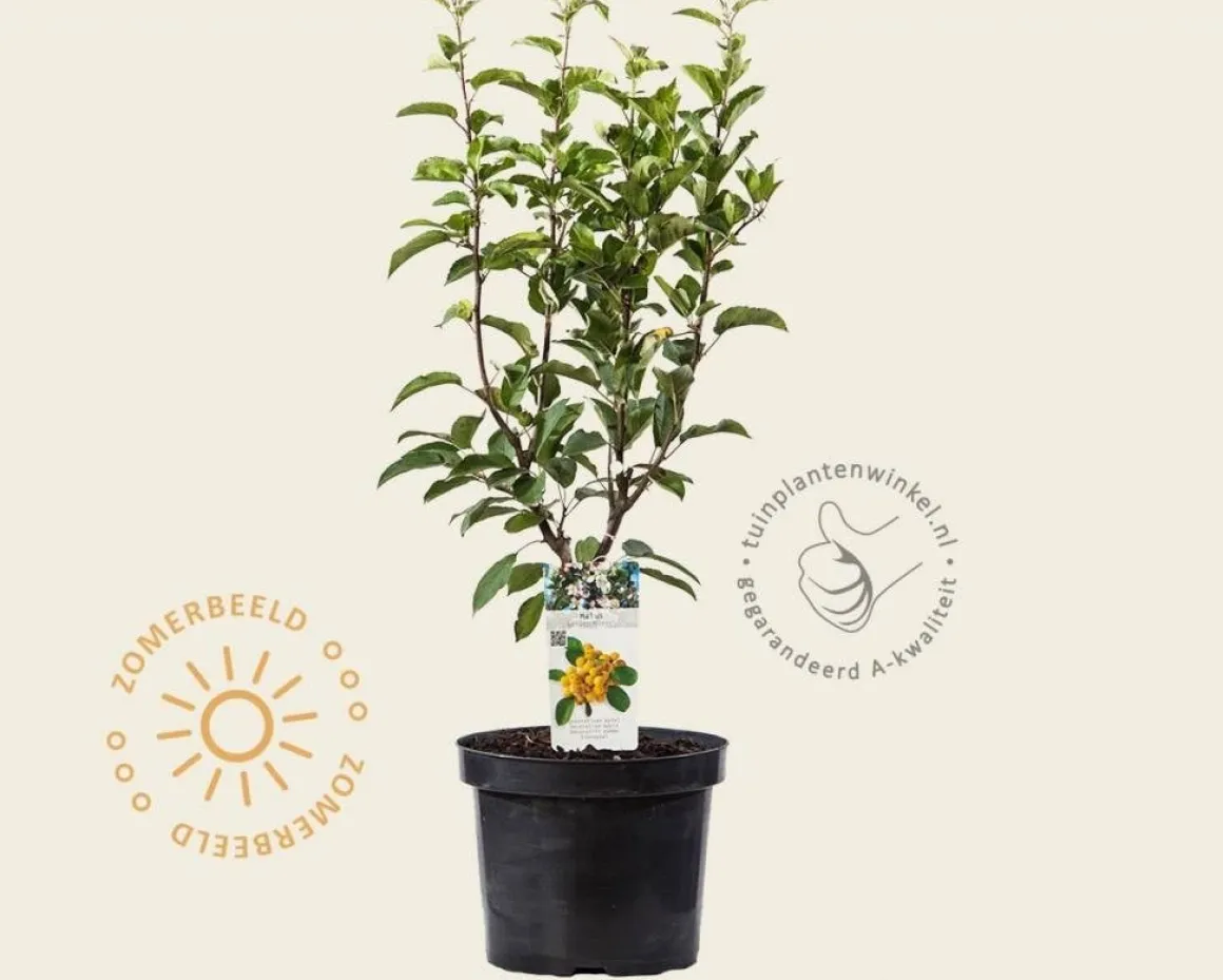 Malus 'Golden Hornet' - struik