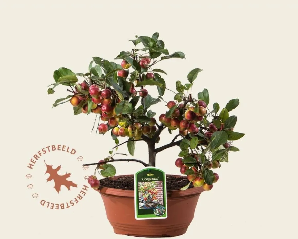 Malus 'Gorgeous' - bonsai in schaal