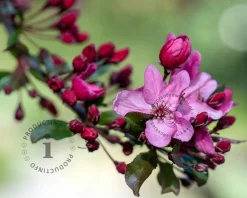 Malus 'Liset' - mini