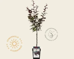Malus 'Liset' - mini