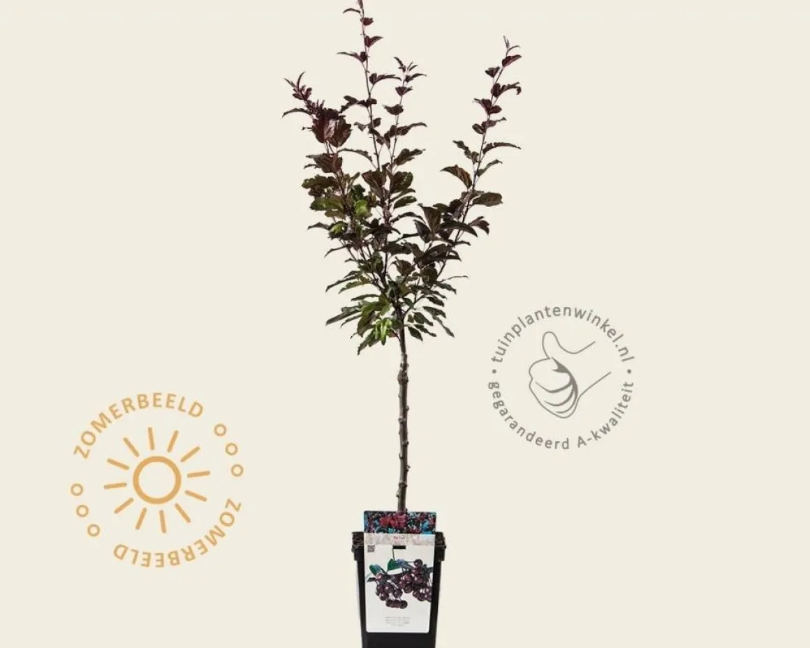 Malus 'Liset' - mini
