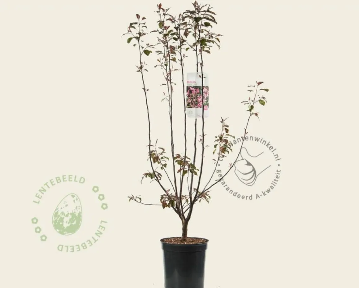 Malus 'Mokum'