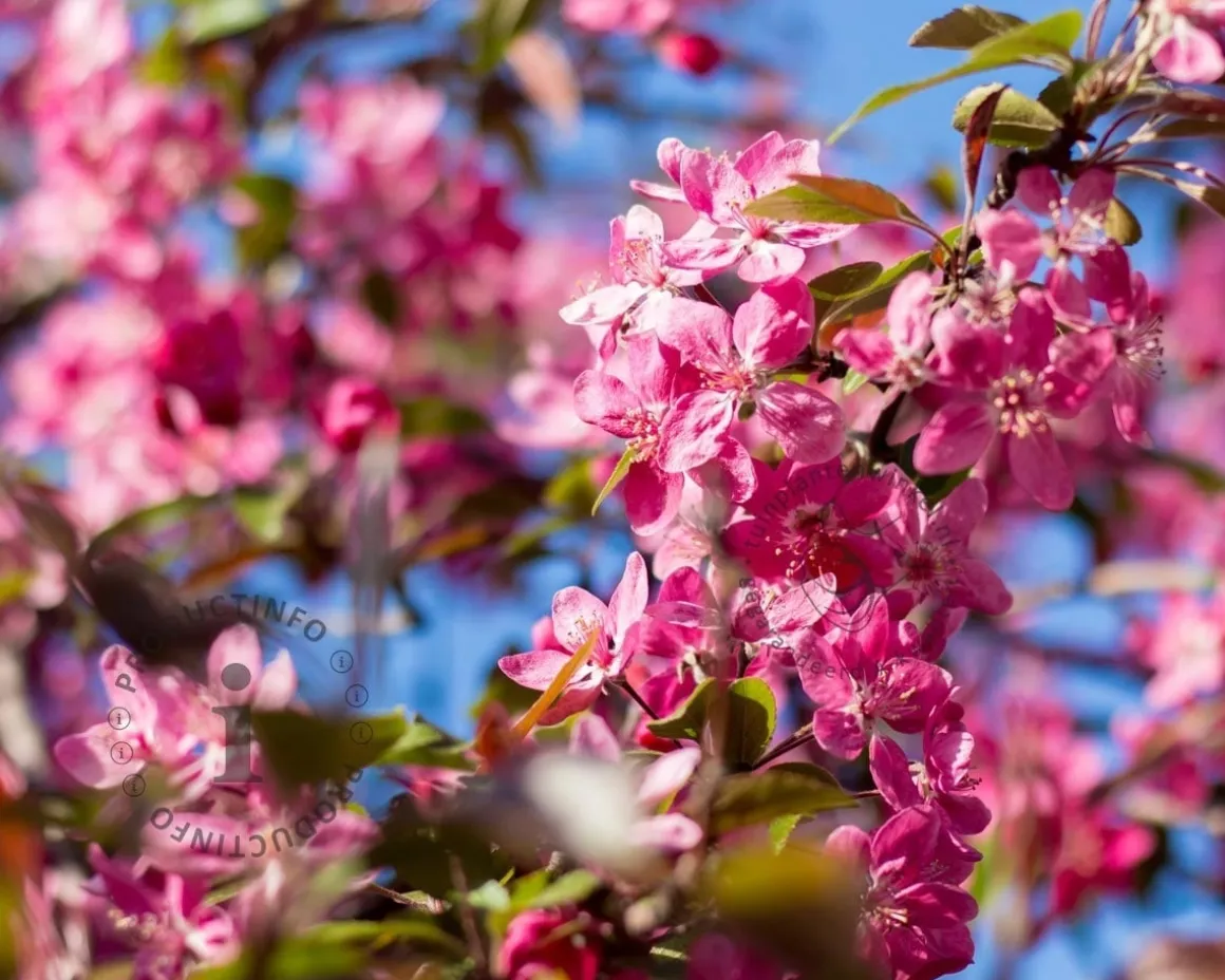 Malus 'Mokum'