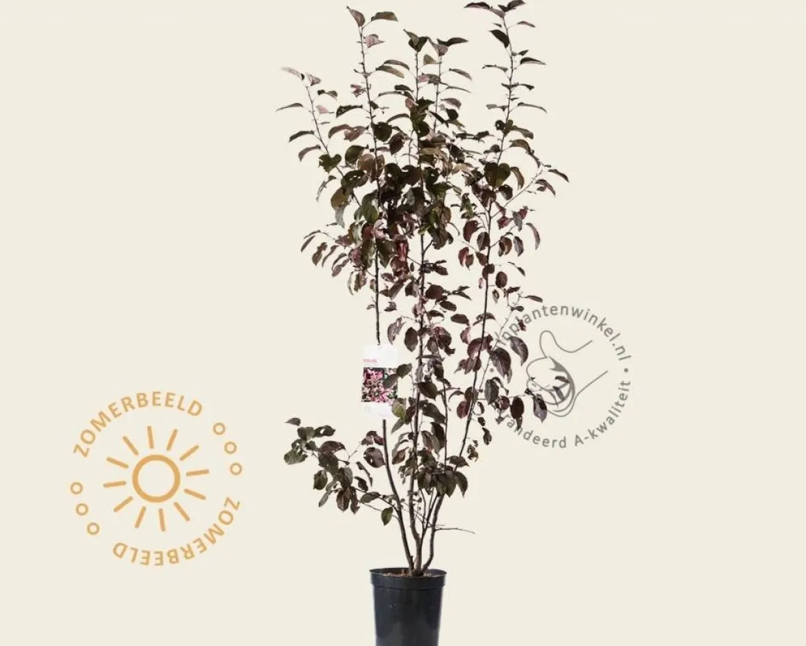 Malus 'Mokum'