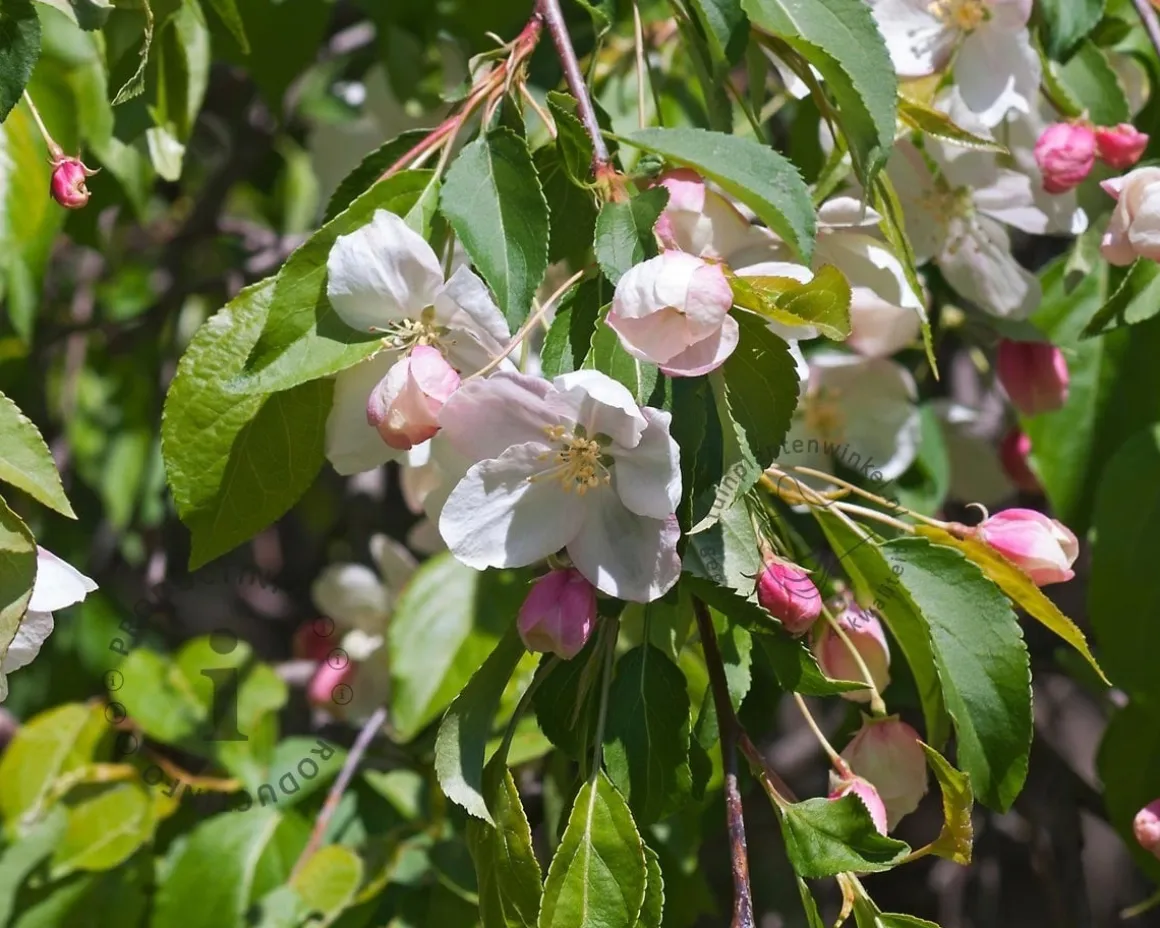 Malus 'Red Jade'
