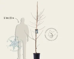 Malus 'Red Sentinel' - beveerd