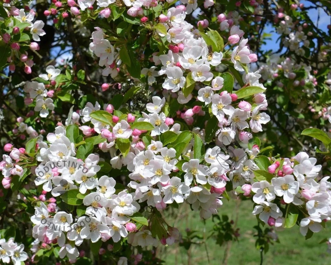 Malus 'Red Sentinel' - beveerd