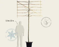 Malus red sentinel leiboom - Rek 180x110 cm