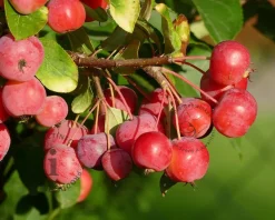 Malus 'Red Sentinel' - struik