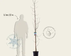 Malus 'Rudolph' - beveerd