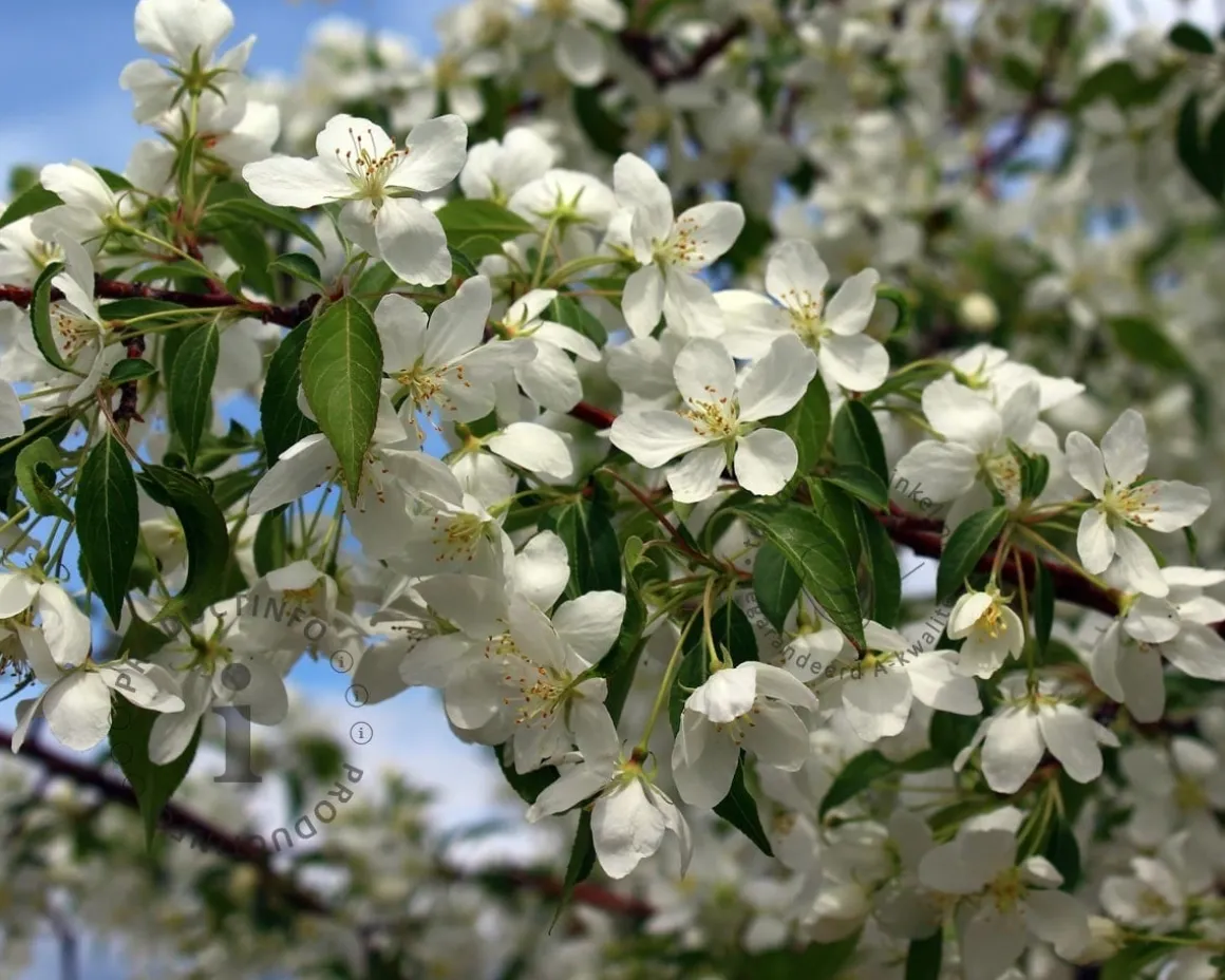 Malus toringo 'Brouwers'
