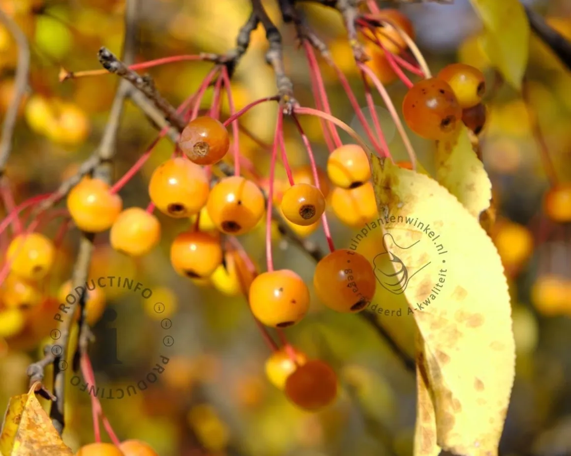 Malus toringo 'Brouwers'