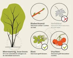 Malus toringo - meerstammig
