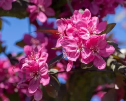 Malus toringo 'Scarlett' - XL