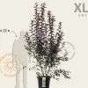 Malus toringo 'Scarlett' - XL+