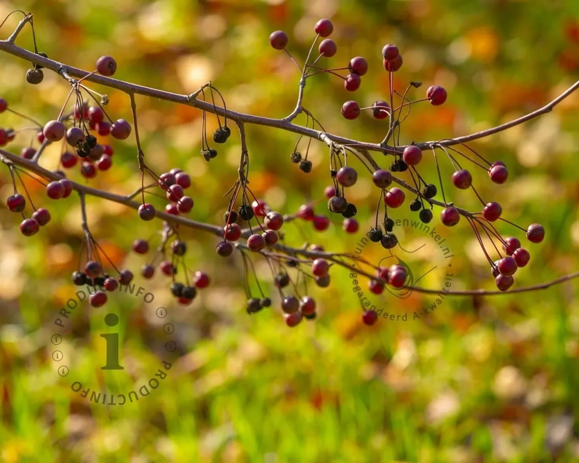 Malus toringo 'Scarlett' - XL+