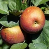 Malus TRIO 'Elstar', 'Jonagold' & 'Rode Boskoop'