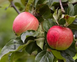 Malus TRIO 'Elstar', 'Jonagold' & 'Rode Boskoop'