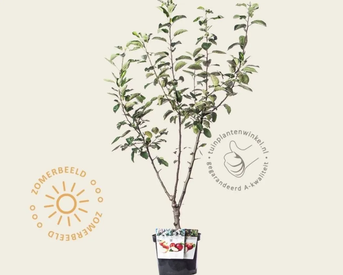 Malus TRIO 'Elstar', 'Jonagold' & 'Rode Boskoop'