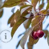 Malus 'Veitch's Scarlet'