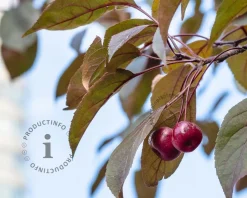 Malus 'Veitch's Scarlet'