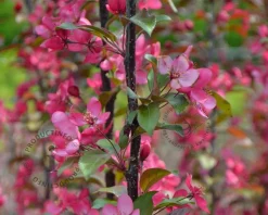 Malus 'Veitch's Scarlet'